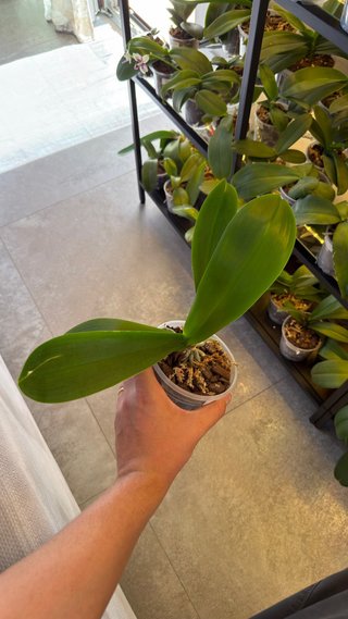 Phalaenopsis Champion Lightning peloric butterfly