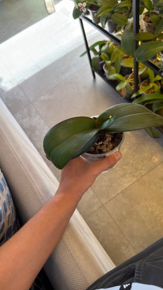 Orchidea Phalaenopsis Narbonne