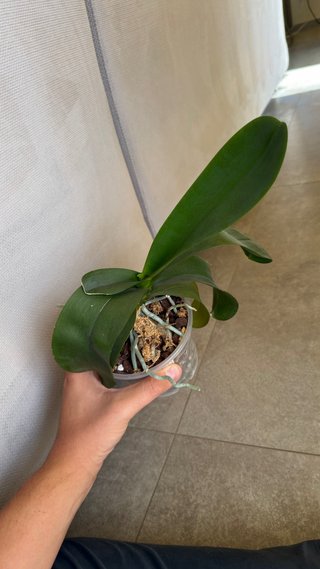 Orchidea Phalaenopsis Miraflora Gialla