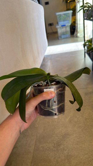 Orchidea Phalaenopsis Bolzano
