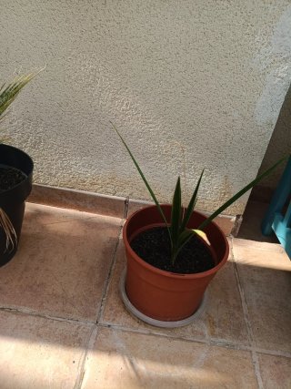Palmeras washingtonia en maceta