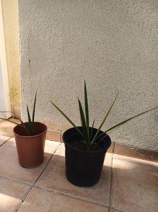 Palmeras washingtonia en maceta