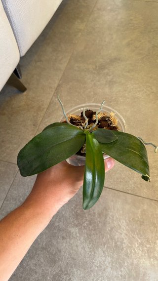 Orchidea Phalaenopsis Lioulin Diana Maui Sunset