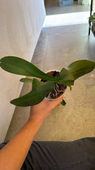Orchidea Phalaenopsis Brazilian Fever