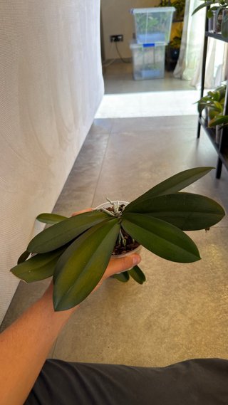 Orchidea Phalaenopsis Bologna
