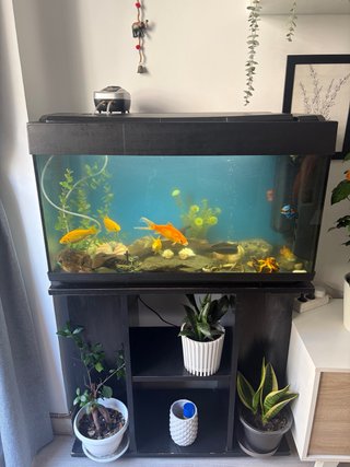 Acuario con mueble