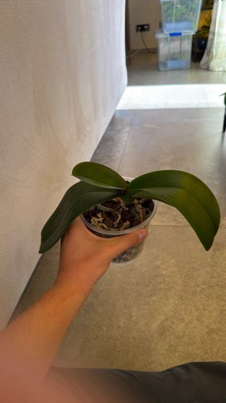 Orchidea Phalaenopsis Viola