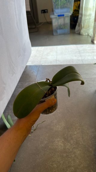Orchidea Phalaenopsis Malwina