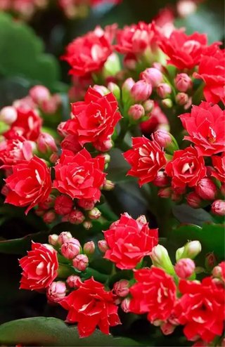 Planta Kalanchoe Flor Roja