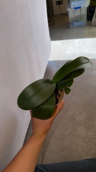 Orchidea Phalaenopsis Ming Yuan Rainbow