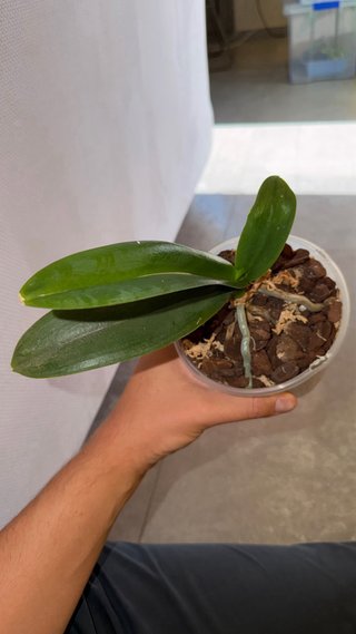 Orchidea Phalaenopsis Charming Panda