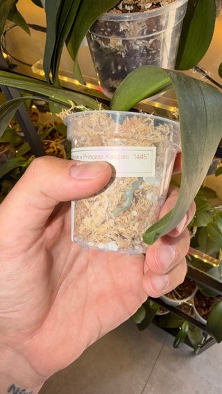 Orchidea Phalaenopsis Lioulin Goldfinch