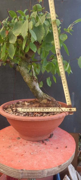 Olmo Pumila Bonsai