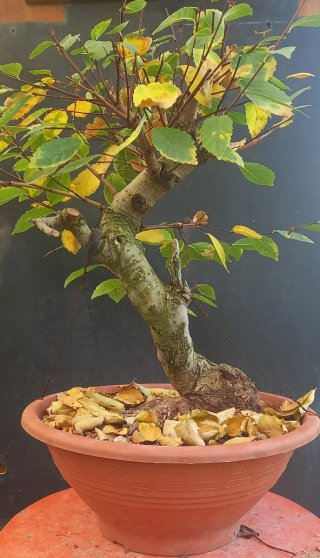Olmo Pumila Bonsai