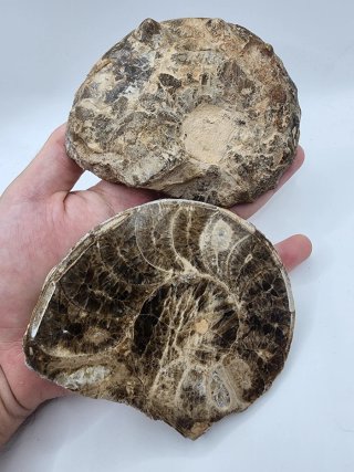 Fósil Ammonites Mammites Original