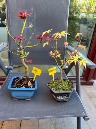 Bonsai Palmatum Ruby Stars ( Beni Hoshi), Katsura.