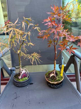 Bonsai Palmatum Ruby Stars ( Beni Hoshi), Katsura.