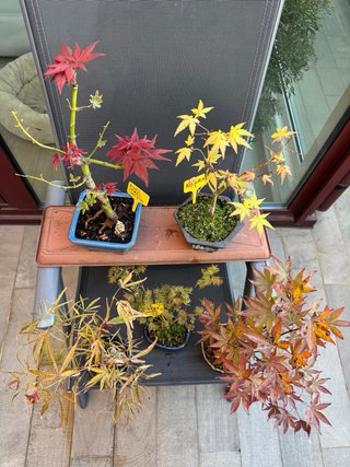 Bonsai Palmatum Ruby Stars ( Beni Hoshi), Katsura.