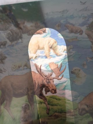 Libro con linterna animales salvajes