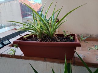 Plantas de interior en 3 jardineras marrón