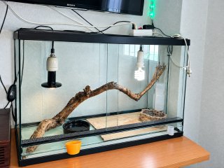 Terrario con accesorios