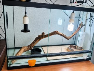 Terrario con accesorios