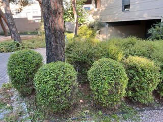 Jardinero