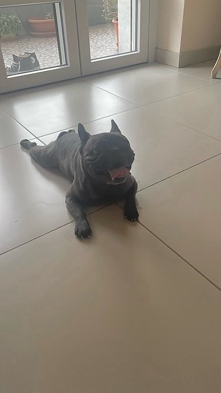 Servizio di pet sitting