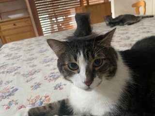 Servizio di pet sitting