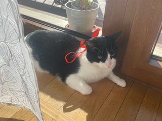 Servizio di pet sitting