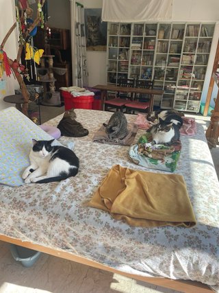 Servizio di pet sitting