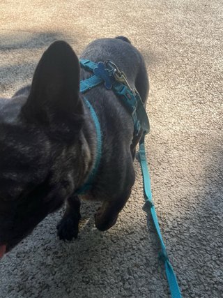 Servizio di pet sitting