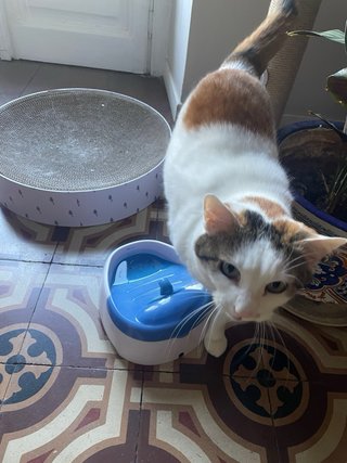 Servizio di pet sitting
