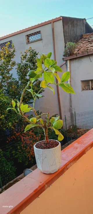 Bonsai di limone stile Yamadori