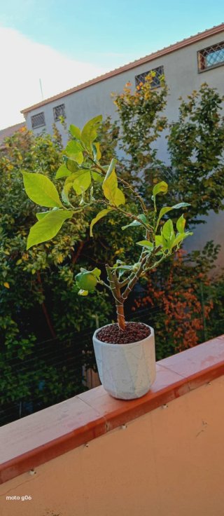 Bonsai di limone stile Yamadori