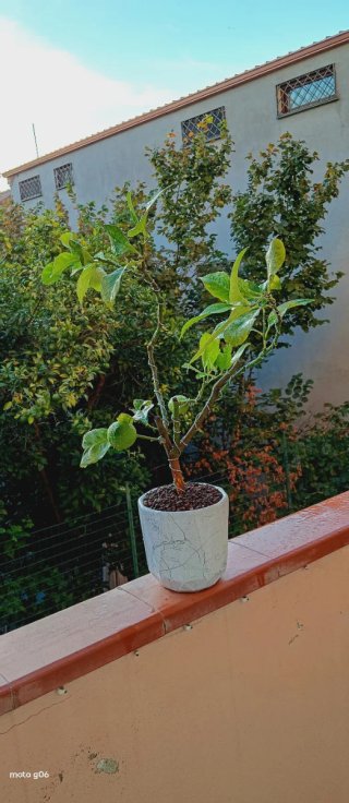 Bonsai di limone stile Yamadori