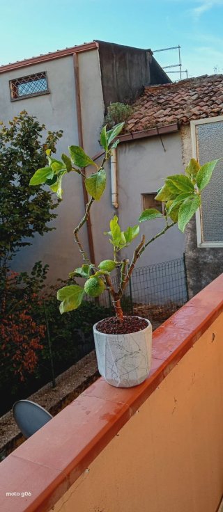 Bonsai di limone stile Yamadori