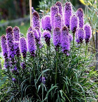 Liatris Lilla XXL - 10 Tuberi Giganti
