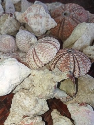 Lotto 68 conchiglie marine naturali Rosa