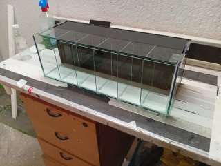 Acuario Betta 6 divisiones