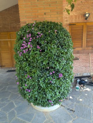 Jardinero Profesional