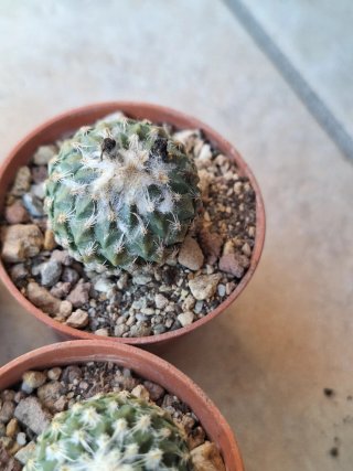 Pelecyphora strobiliformis in vaso 5