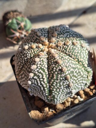 Astrophytum asterias superkabuto vaso 9