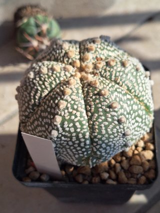 Astrophytum asterias superkabuto vaso 9