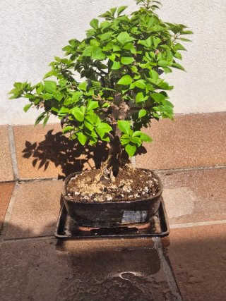 Bonsai Buganvilla Flor Fucsia