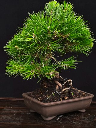 bonsai pino thumbergi