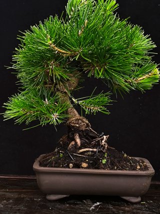 bonsai pino thumbergi