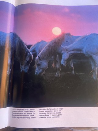 Libro Un mundo de Caballos