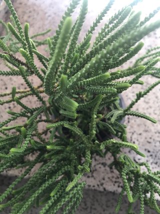 Crassula cordon de San jose, Planta