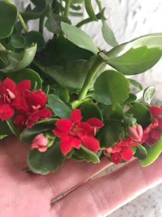 Calanchoe  flor rojs